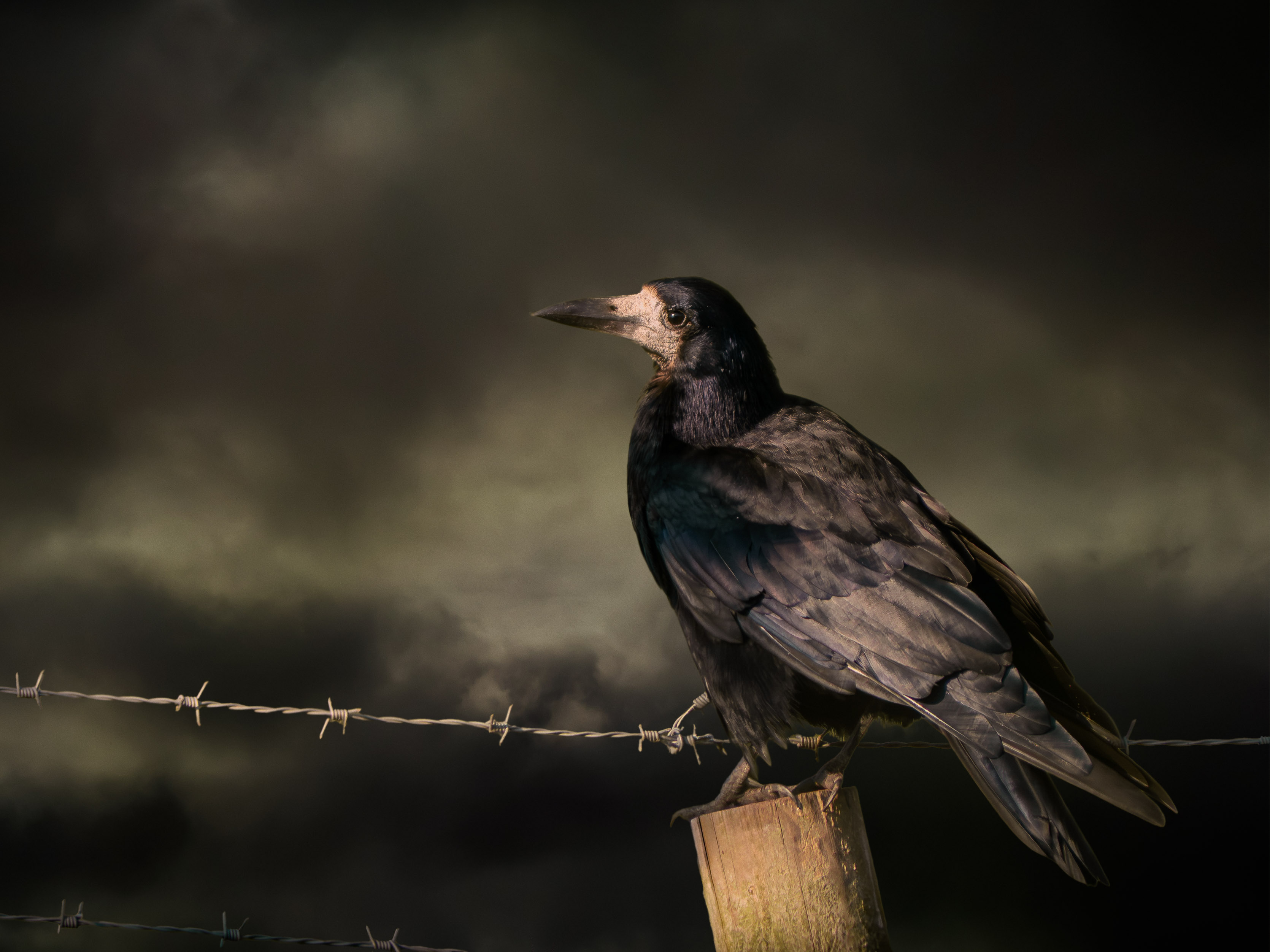 Rook Surveillance