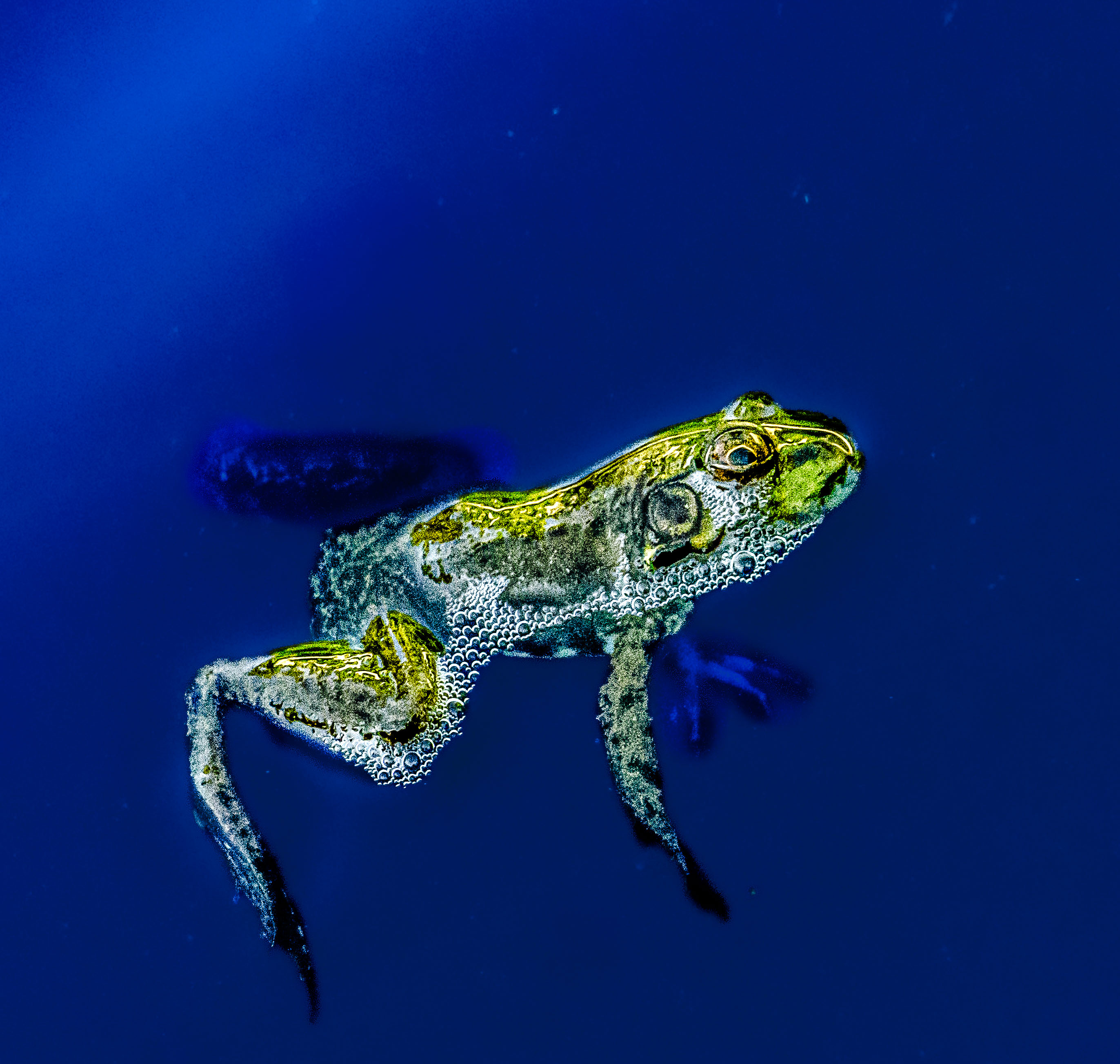 Swims with Bubbles by Judith Lesnaw