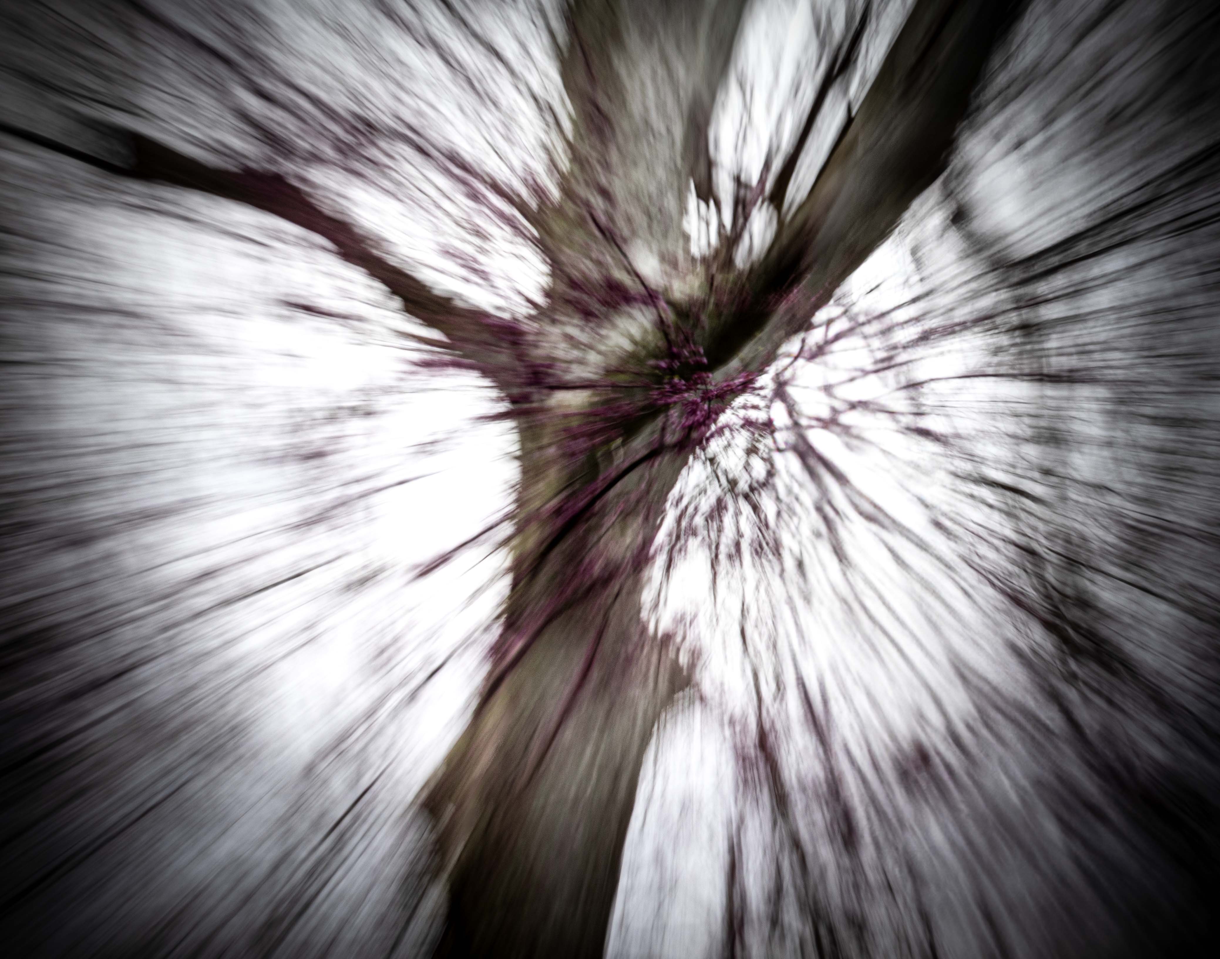 Tree Dance by Judith Lesnaw