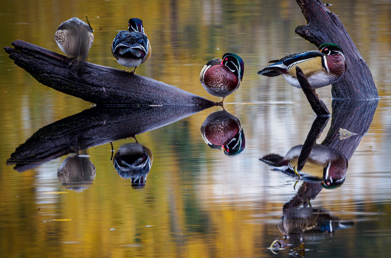 Wood Duck Reflections by Lauren Heerschap