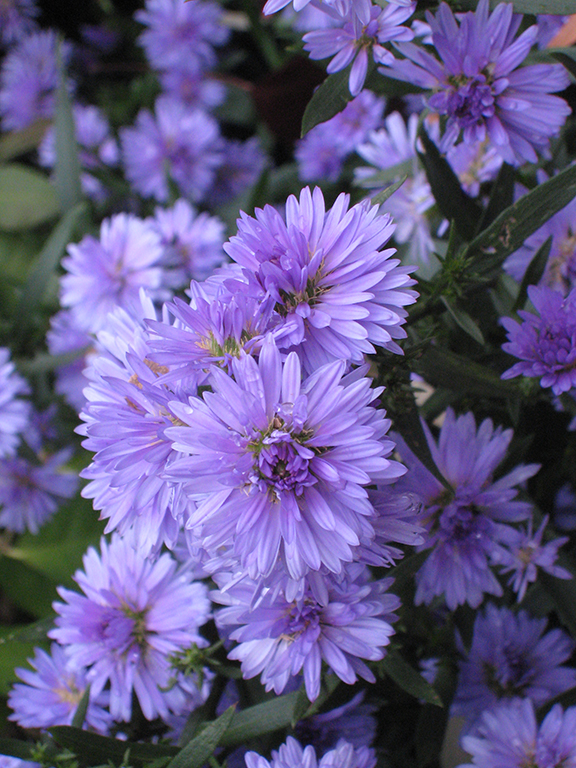 November 2025 - Marti Buckely