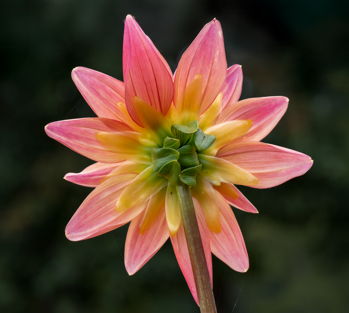 Ag Farm Dahlia by Doug Wolters