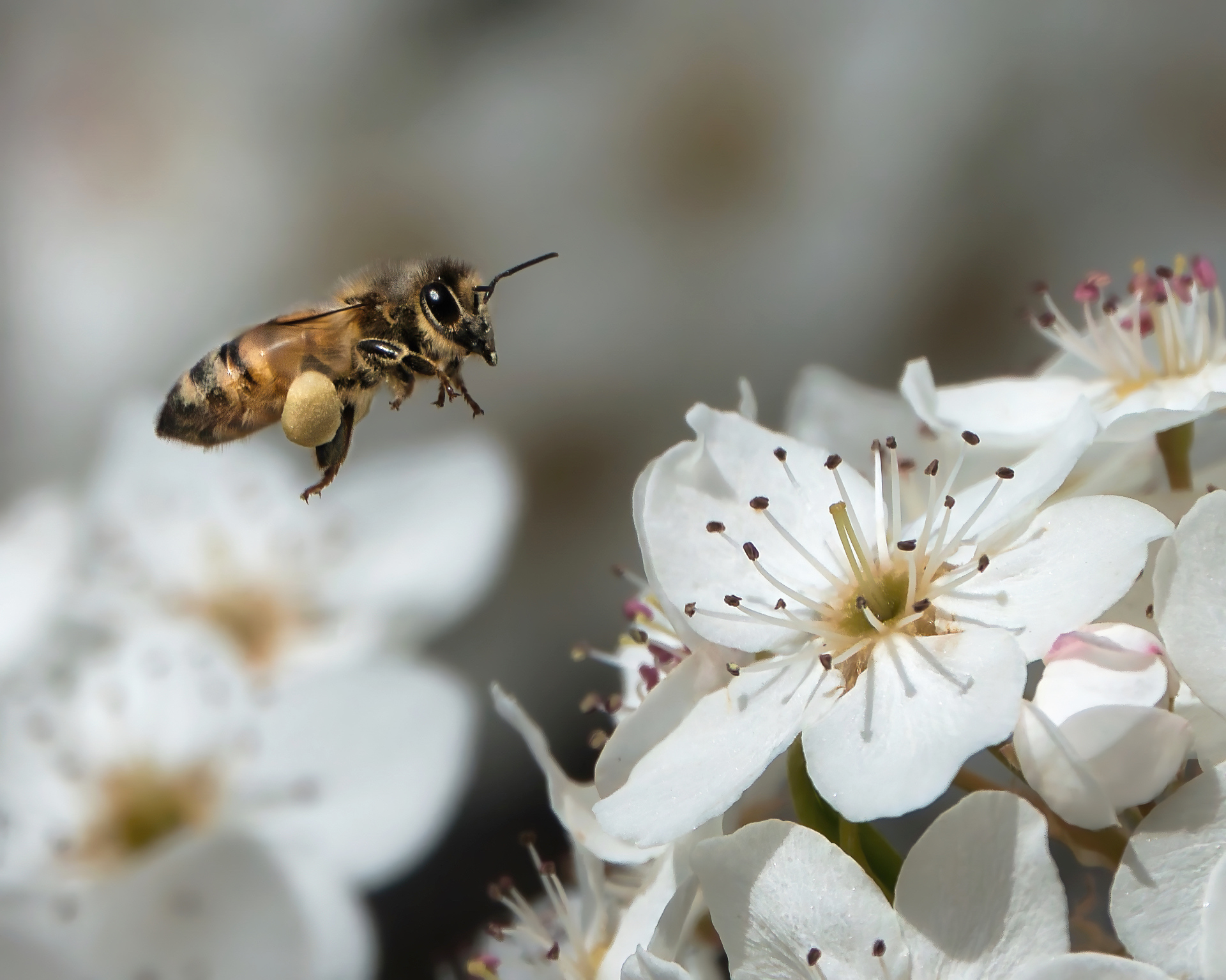 The Bee and the Blossoms by Rich James