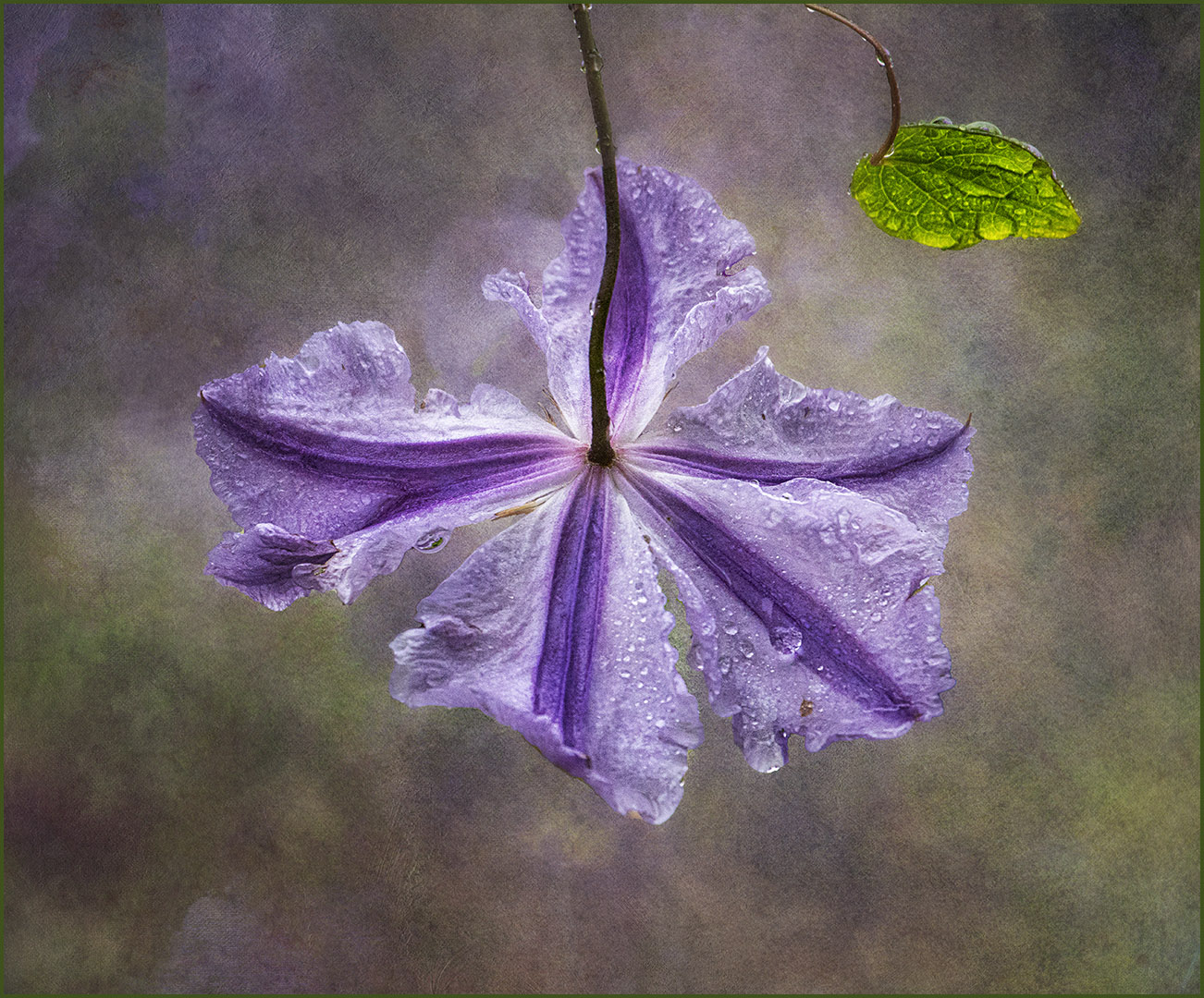 Clematis