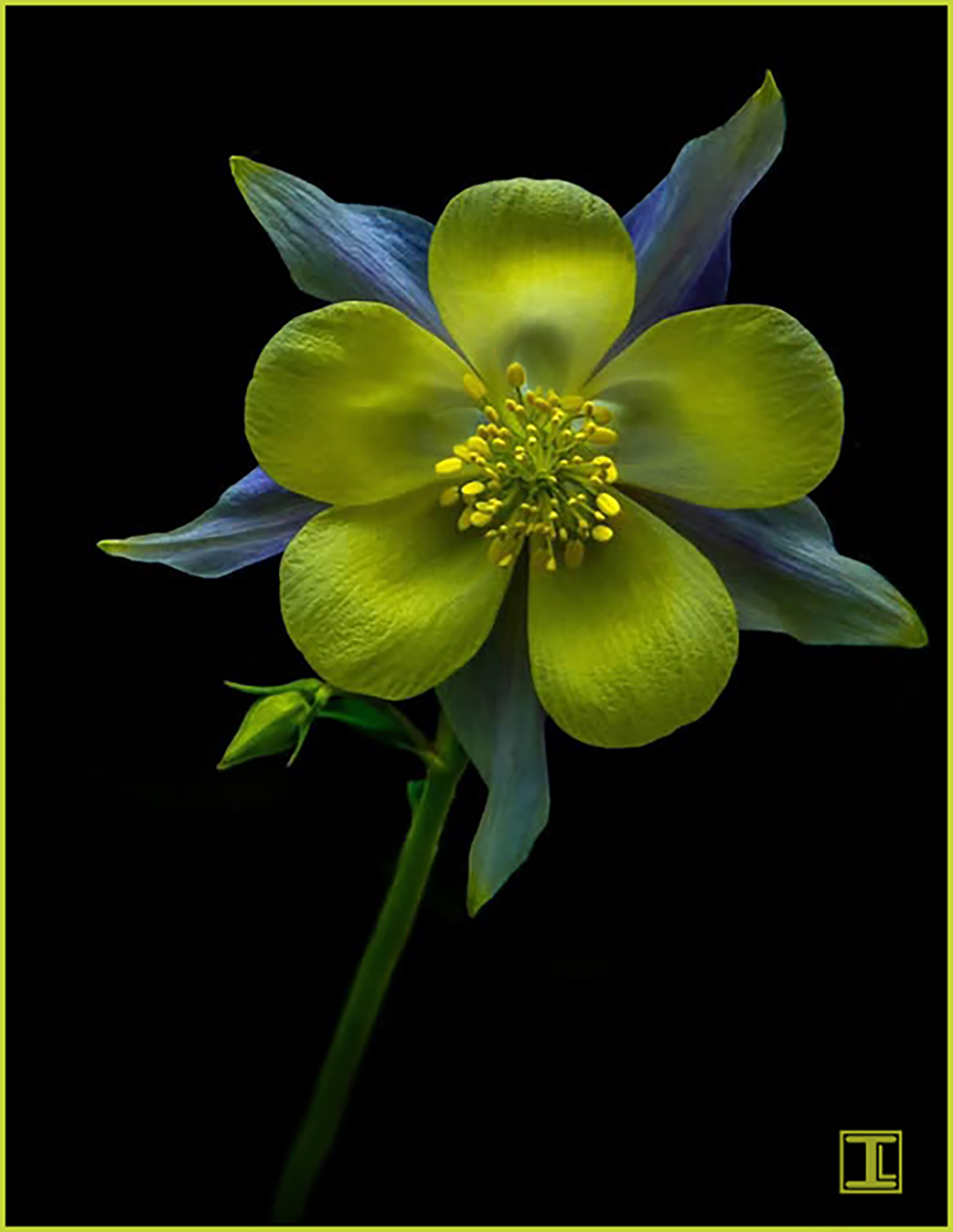 Columbine by Ingrid Lockhart