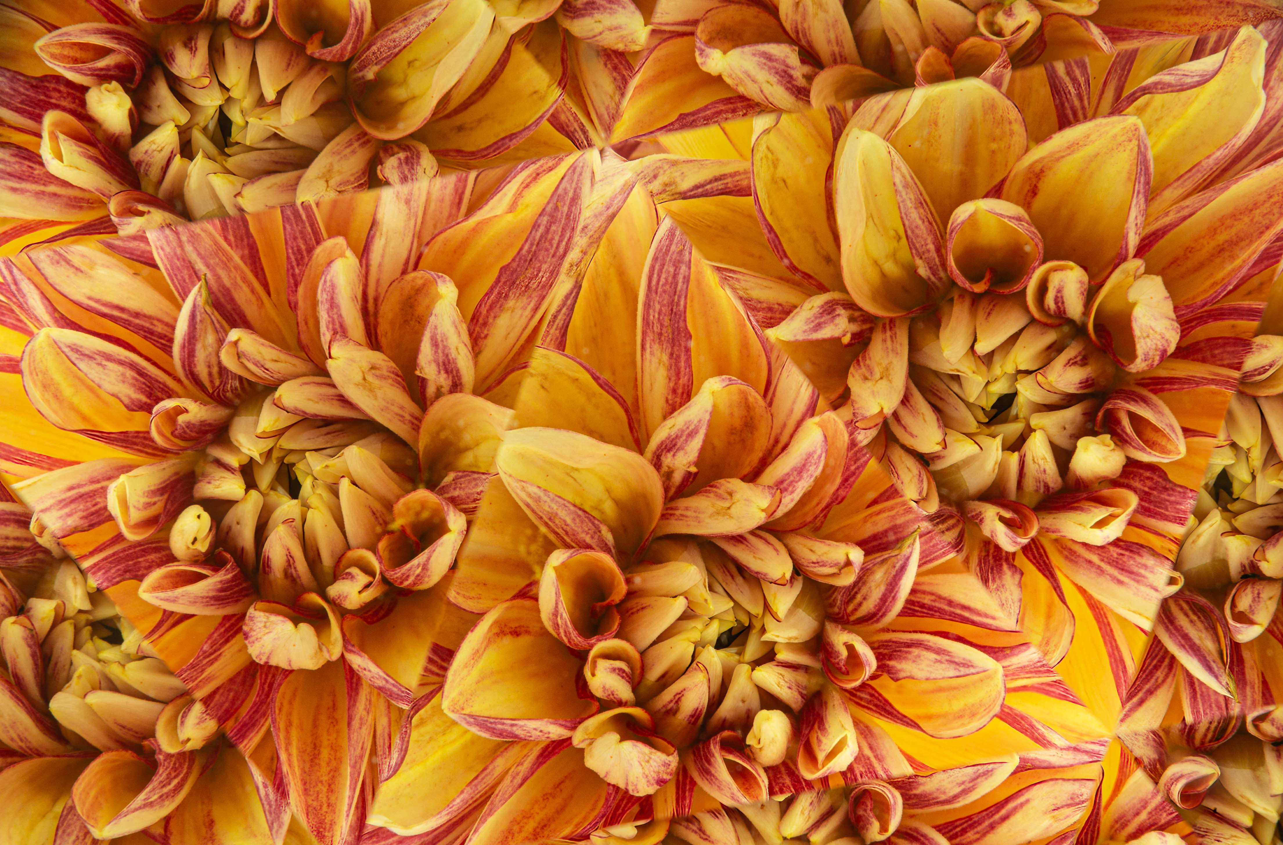 Dahlia Multiplied by Doug Wolters