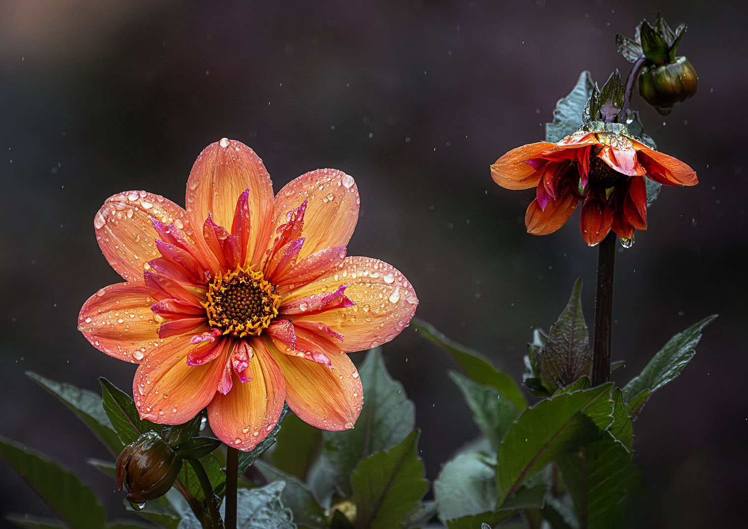 Dahlia in the Rain by Nadia Trevan