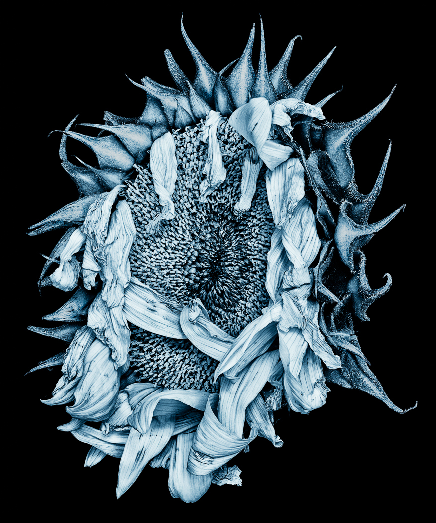 Dangerous Sunflower by Doug Wolters