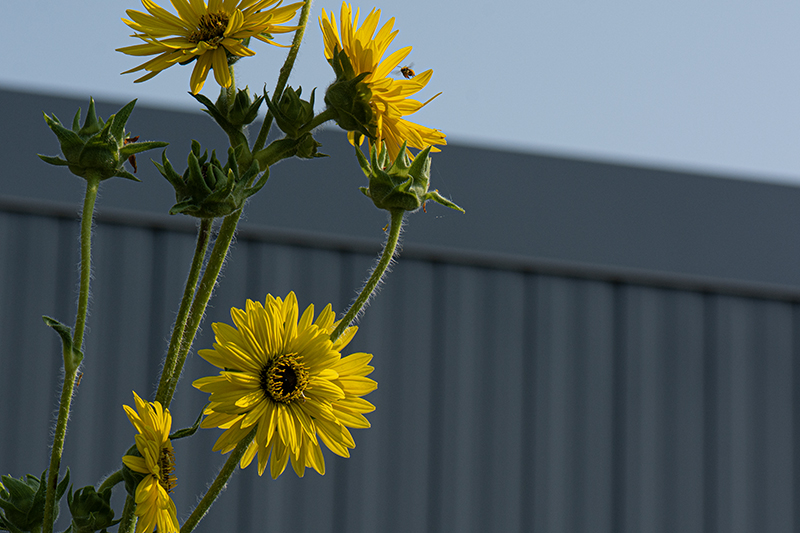 December 2025 - Ingrid Lockhart