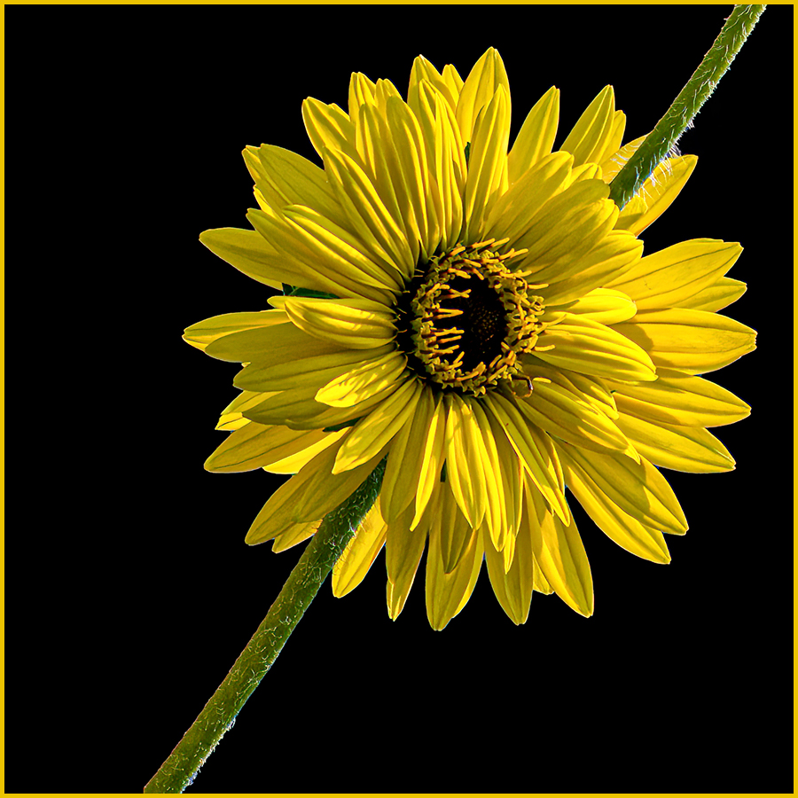 December 25 Yellow Gerbera Daisy by Ingrid Lockhart