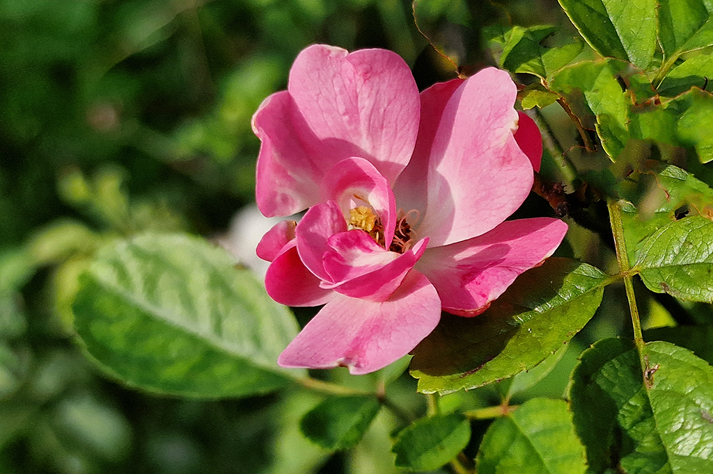 Floral Old & New-Wild Rose by Syed Shakhawat Kamal