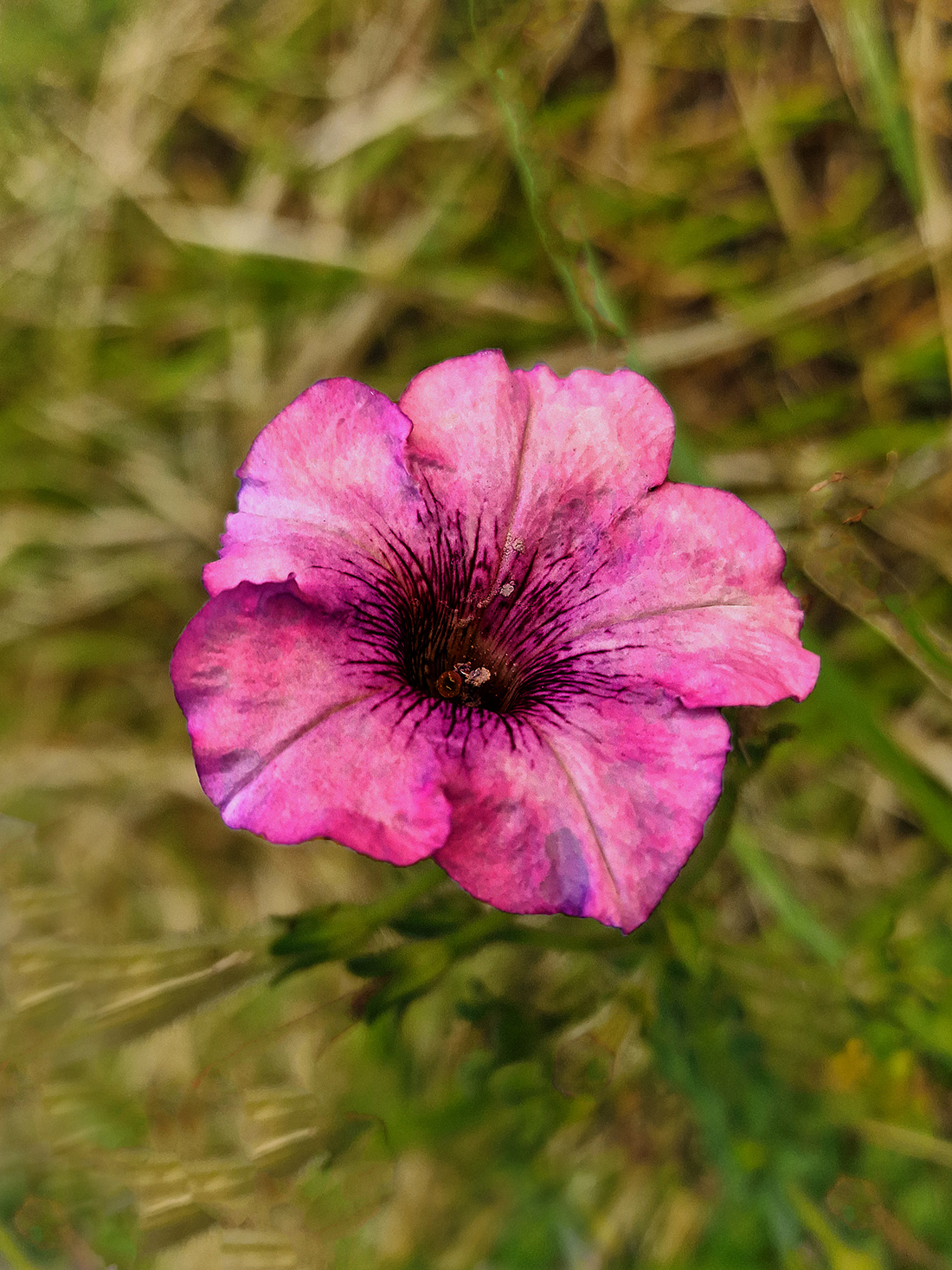 "Floral 119 - AKA Petunia" by Syed Shakhawat Kamal