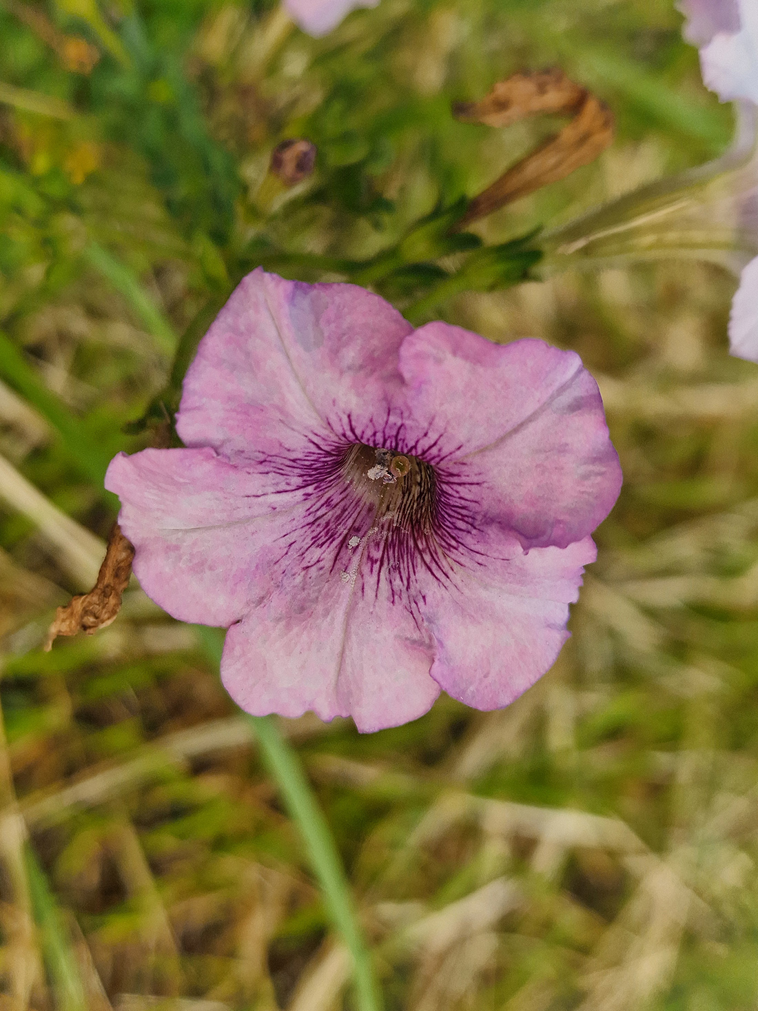 April 2026 - Syed Shakhawat Kamal, APSA, PPSA