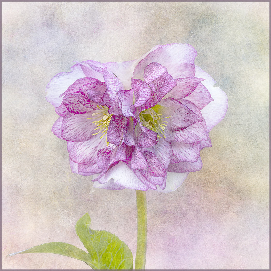 Hellebore by Nadia Trevan
