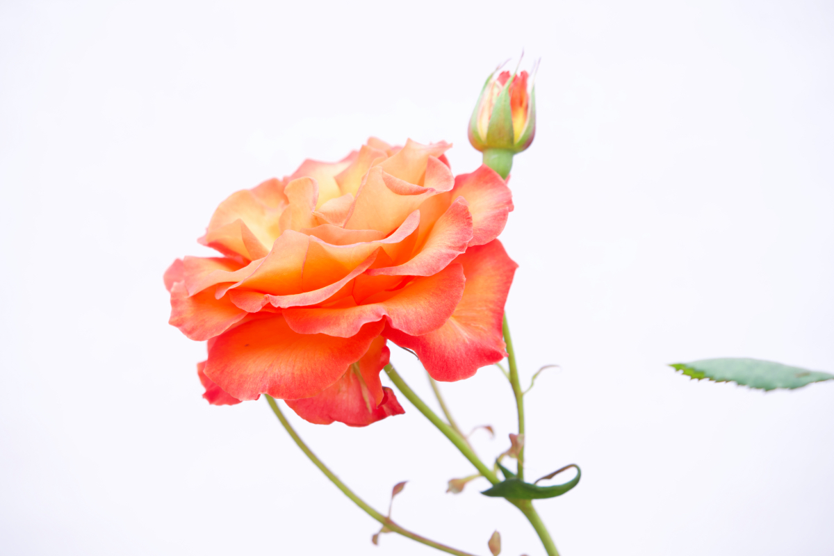 April 2026 - Rich James