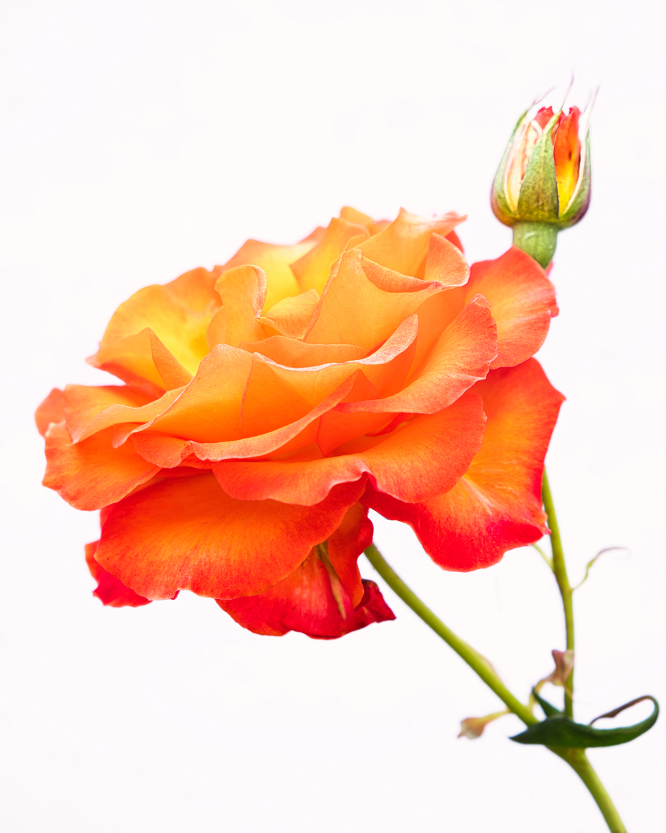 High Key Rose by Rich James