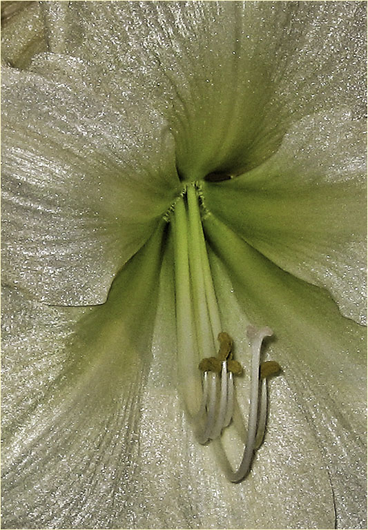 White Amaryllis