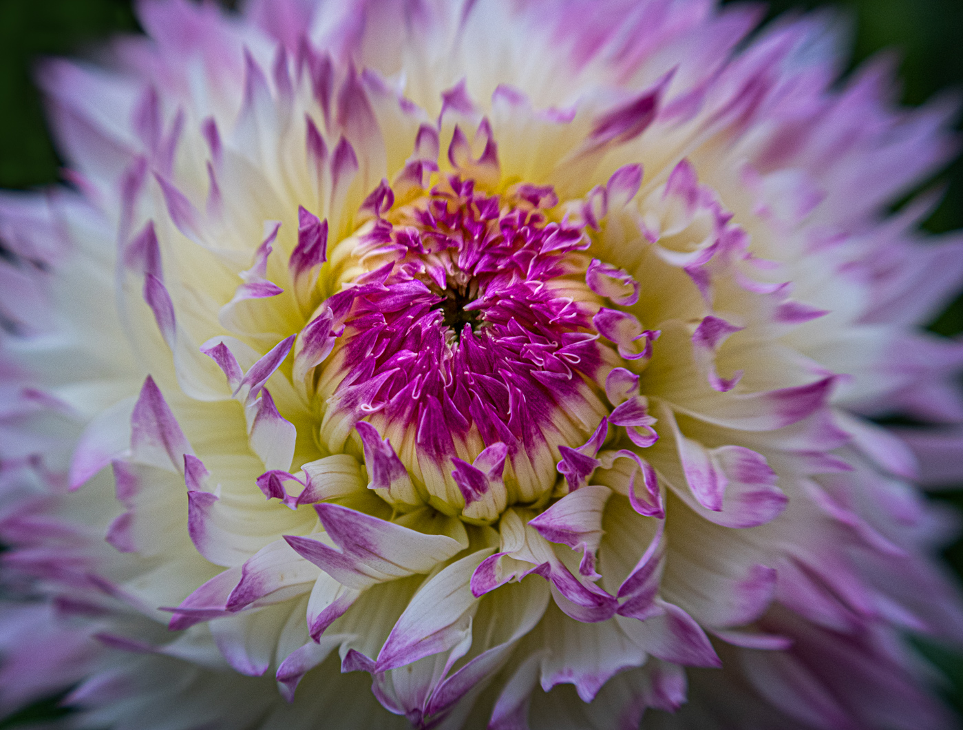 Lensbaby Dahlia by Doug Wolters