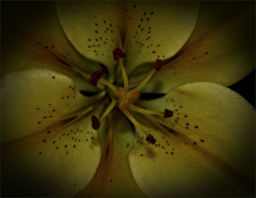 Lily Closeup by Marti Buckely