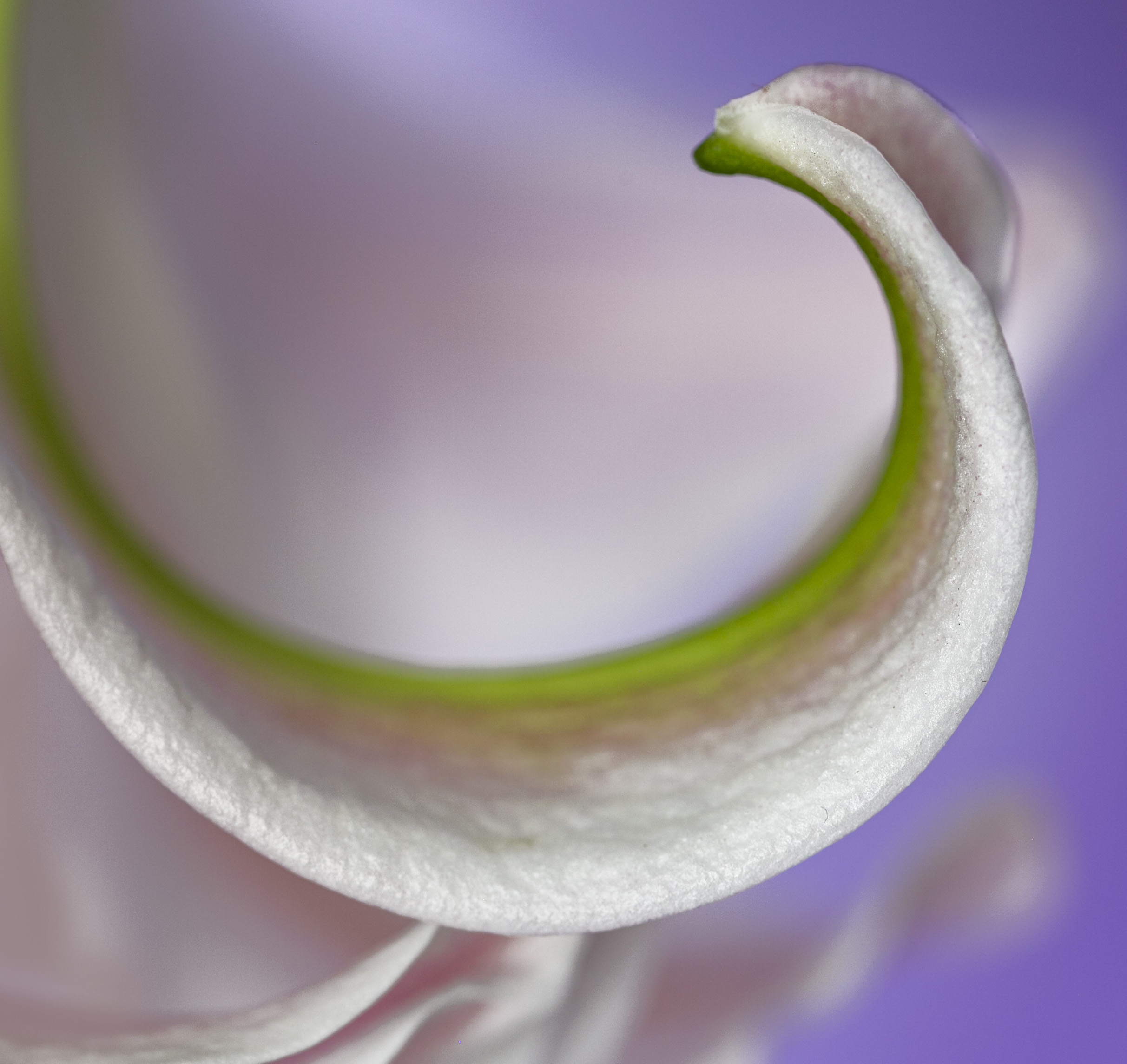 Lily Curve by Doug Wolters