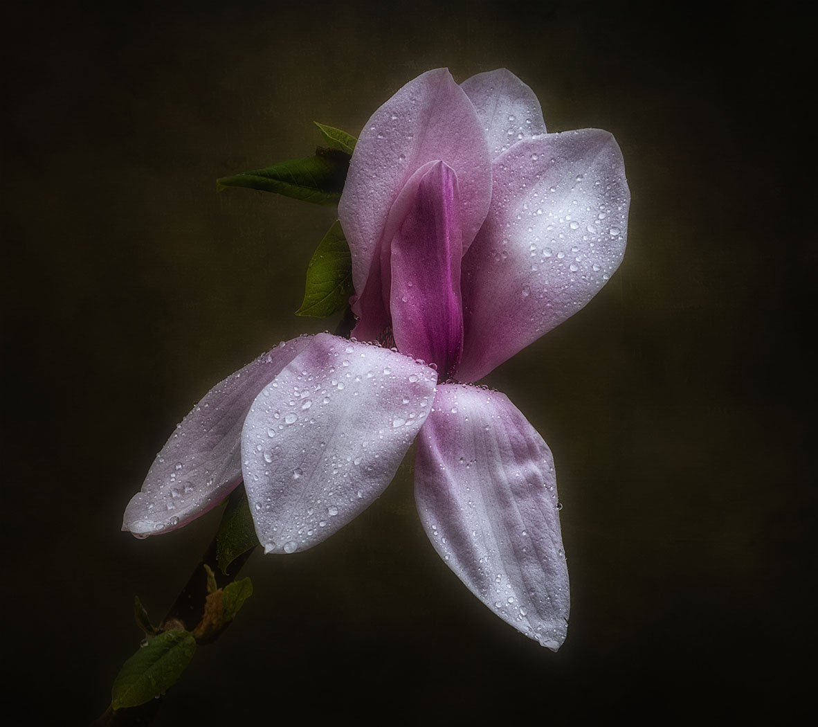 Magnolia