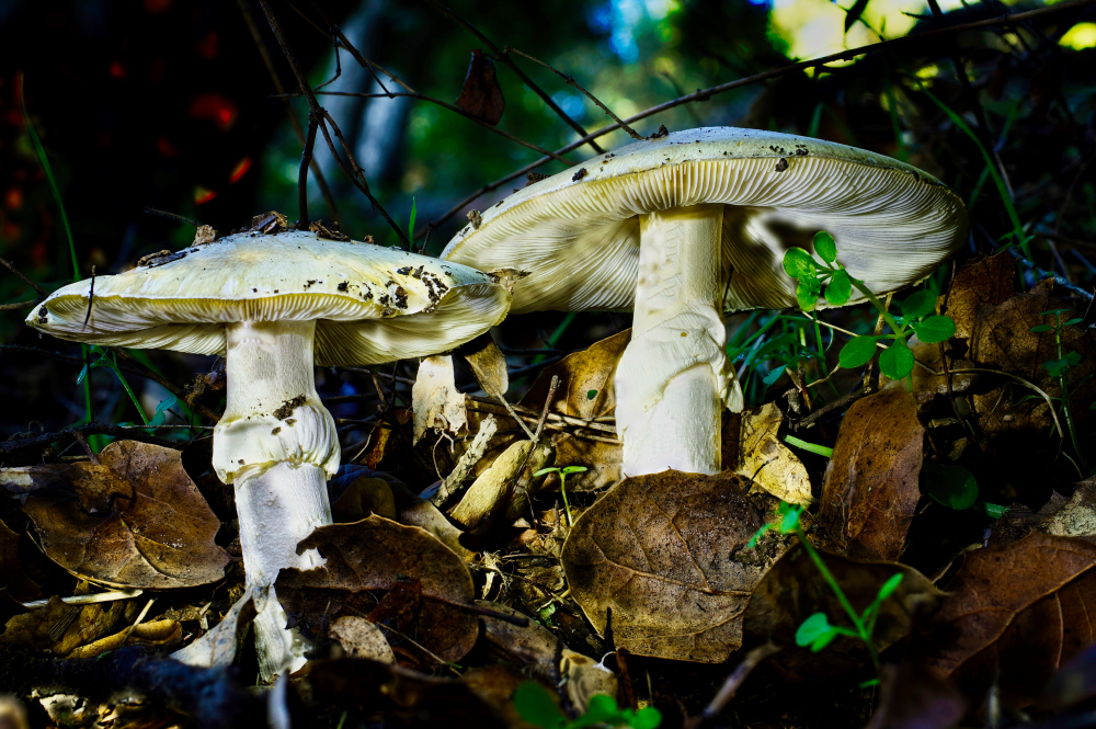 Meadow Mushrooms by Rich James