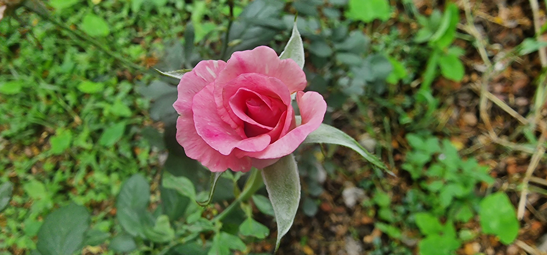 November 2025 - Syed Shakhawat Kamal, APSA, PPSA