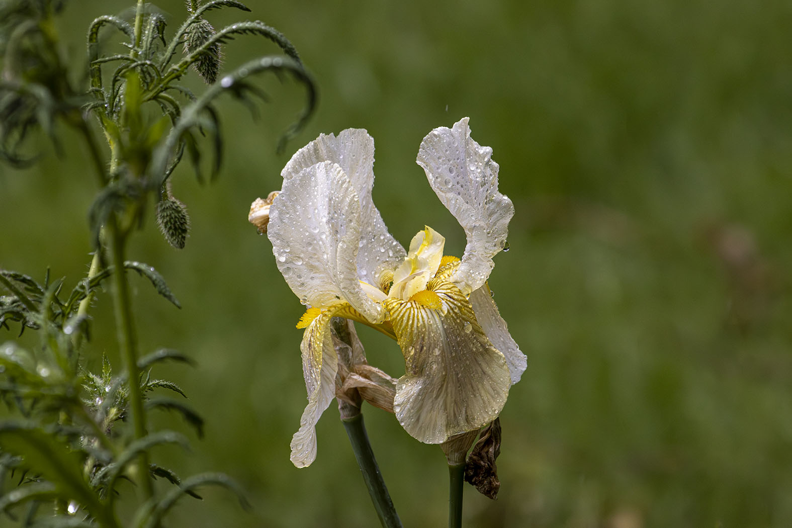 April 2026 - Nadia Trevan