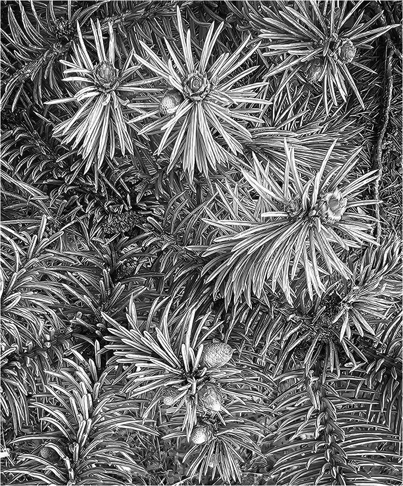 Pine Branches by Marti Buckely