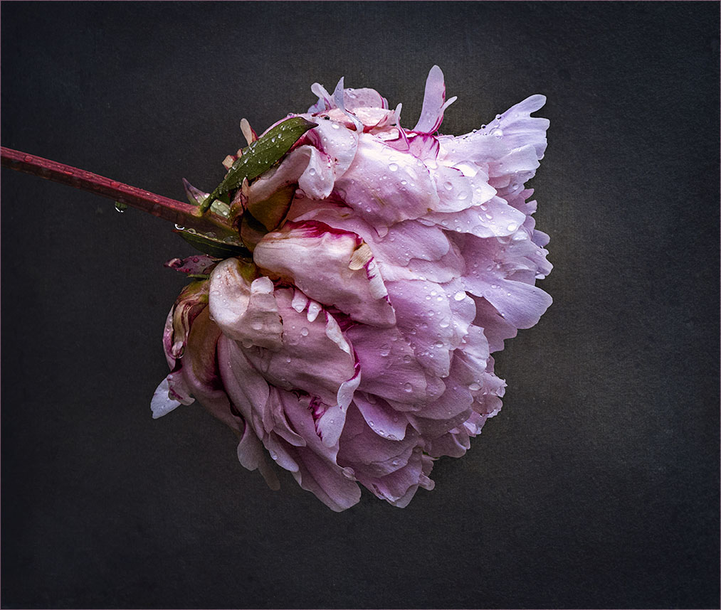 Poney rose by Nadia Trevan