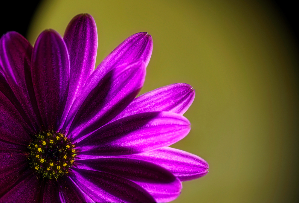 Purple Daisy On Yellow Moon