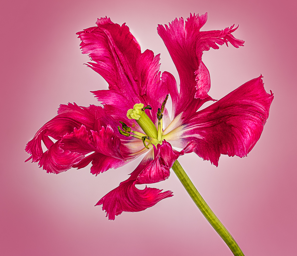 Red Tulip by Doug Wolters