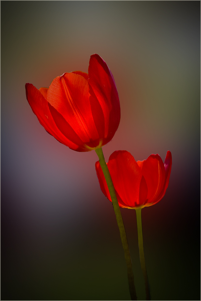 Red Tulips by Marti Buckely