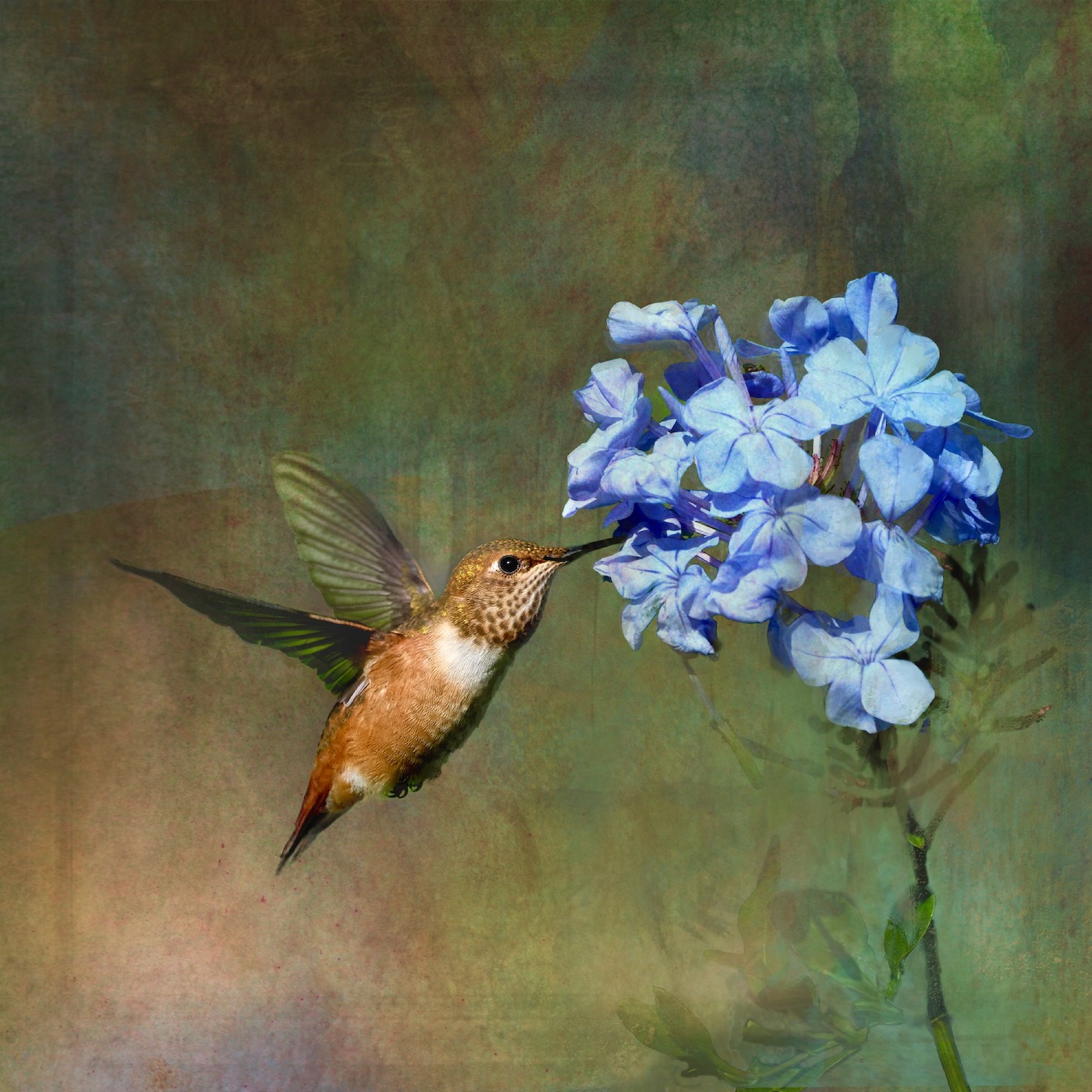 Rufous Hummingbird and Plumbago by Kathryn Delany