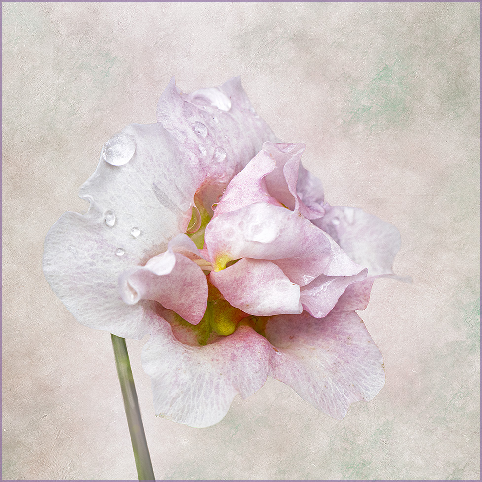 Snapdragon by Nadia Trevan