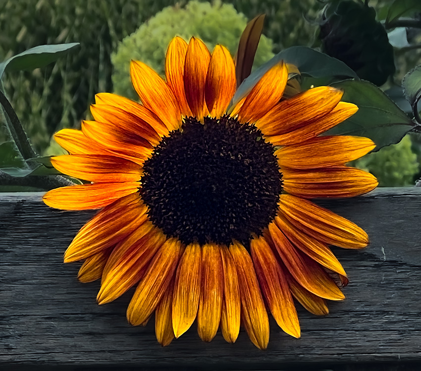 Sunflower  by Jacob Wat