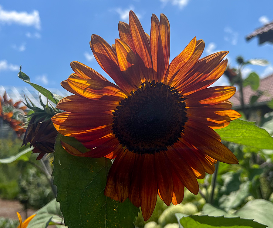 Jacob Wat Group 80 PSA Digital Dialogue