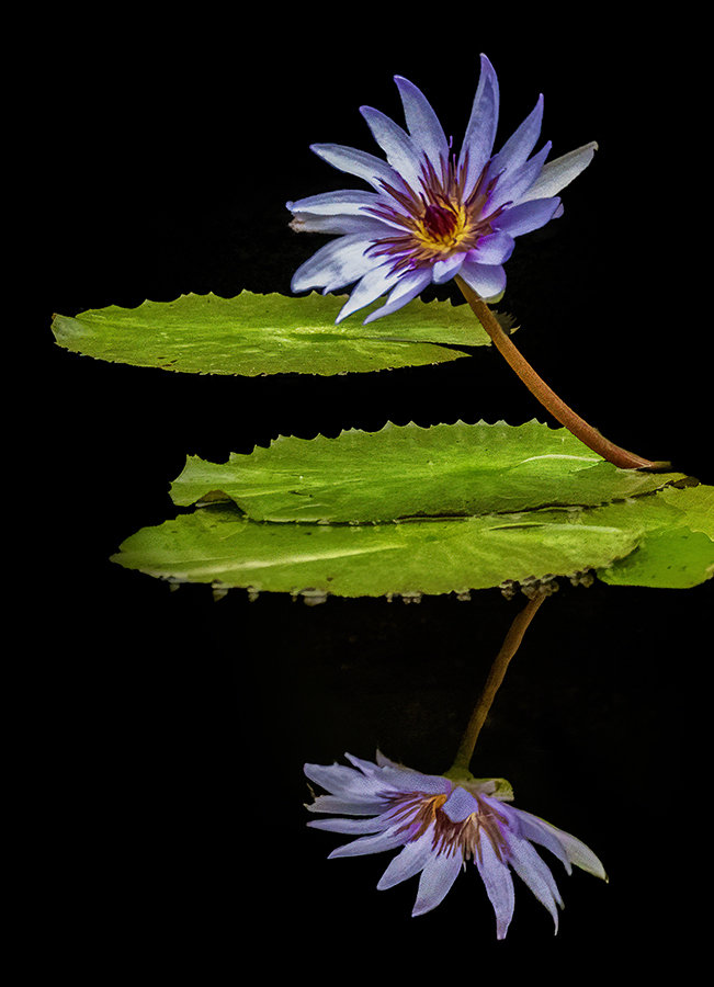 Time for Reflection by Ingrid Lockhart