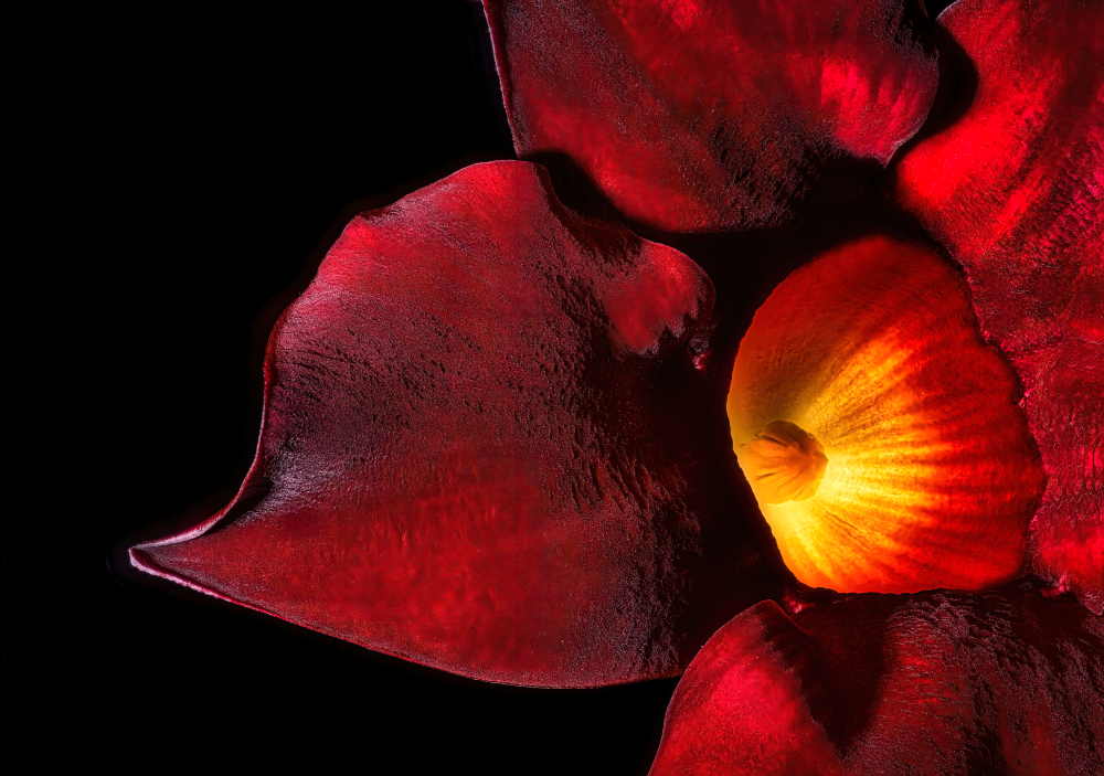 Trumpet Flower by Rich James
