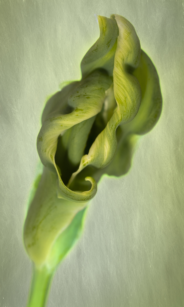 Tulip Bud