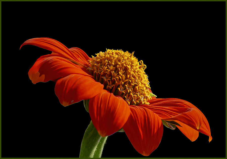 Where's Waldo by Ingrid Lockhart