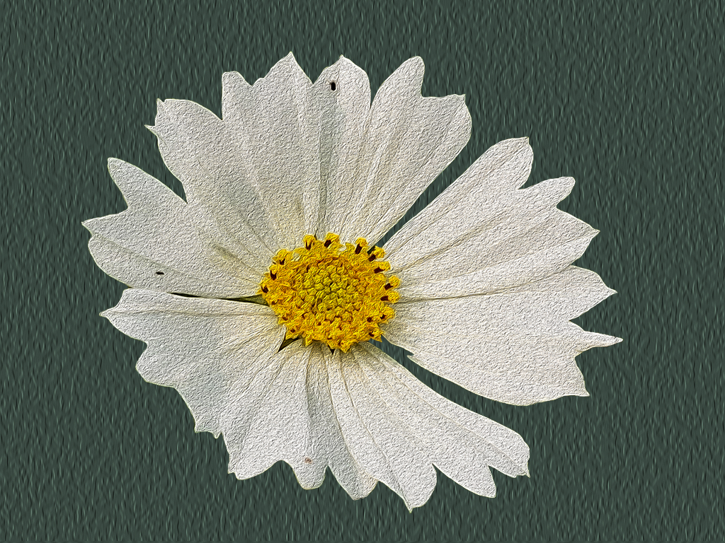 Purity White Cosmos by Syed Shakhawat Kamal