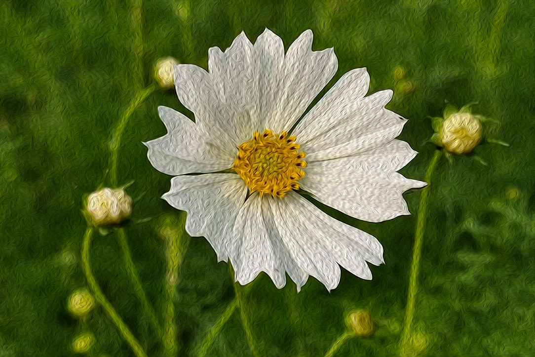 White Poppy Blossom by Syed Shakhawat Kamal