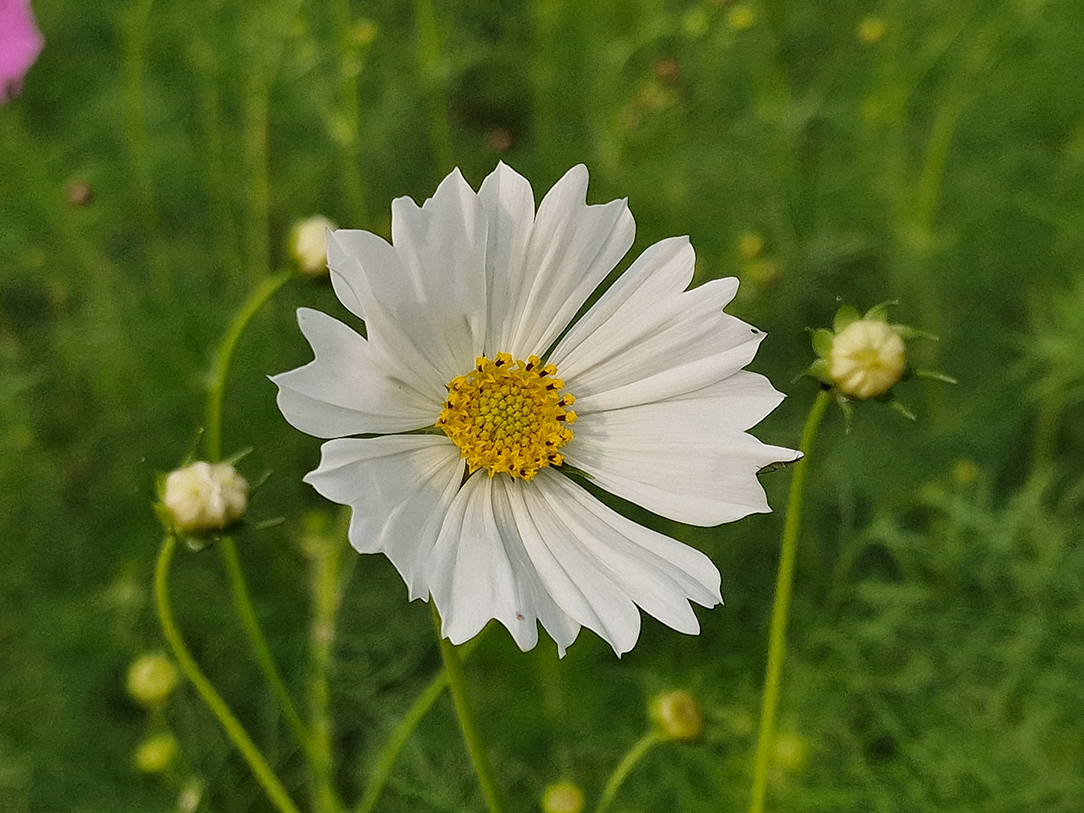 December 2025 - Syed Shakhawat Kamal, APSA, PPSA