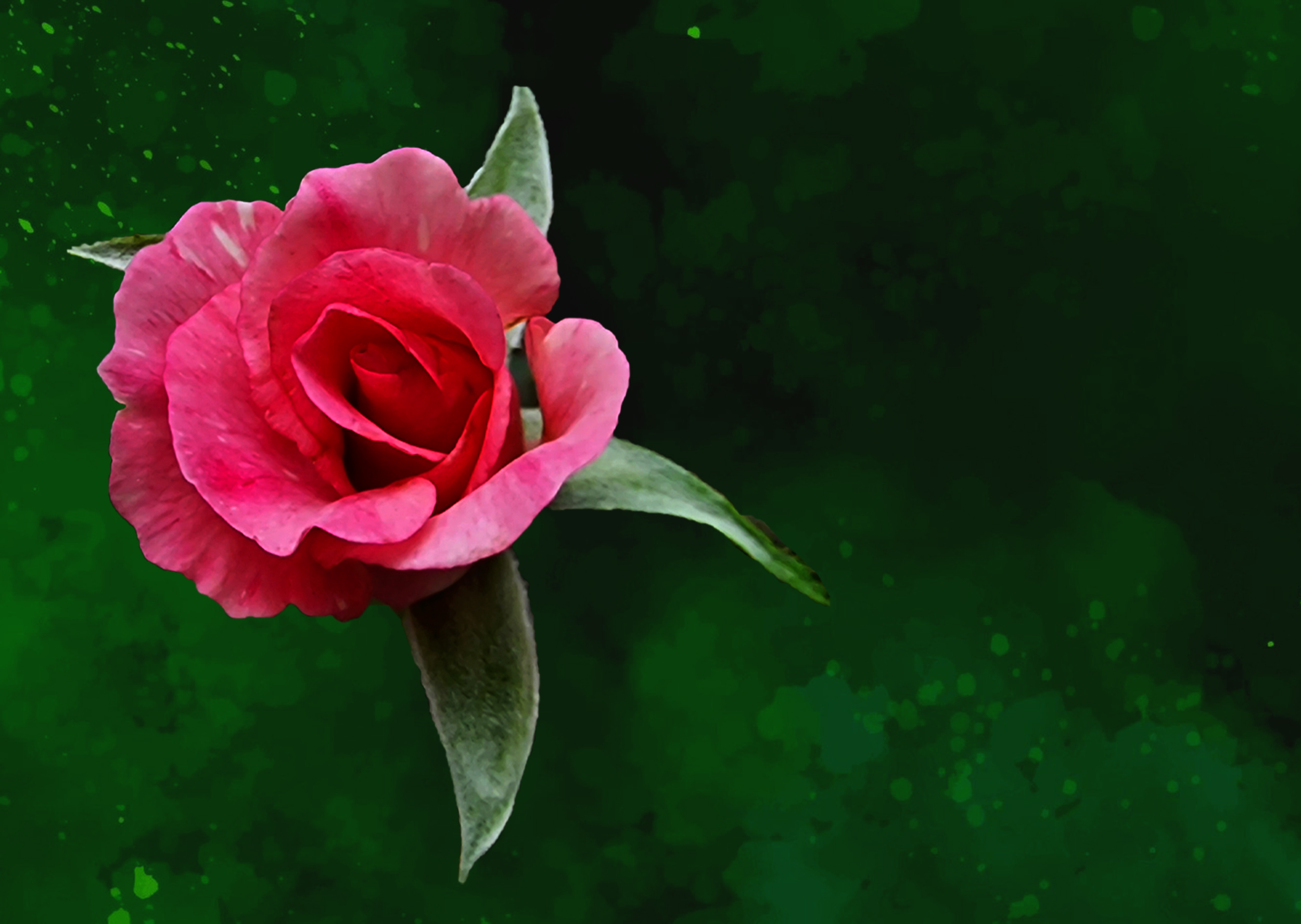 Wild Rose with Green