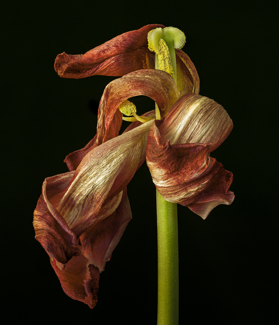 Windswept by Doug Wolters