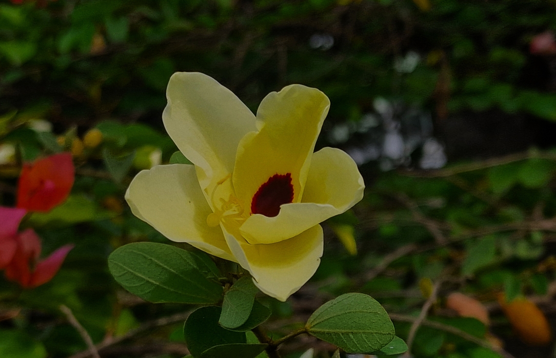 "Yellow Bell Orchid  DDG 80"