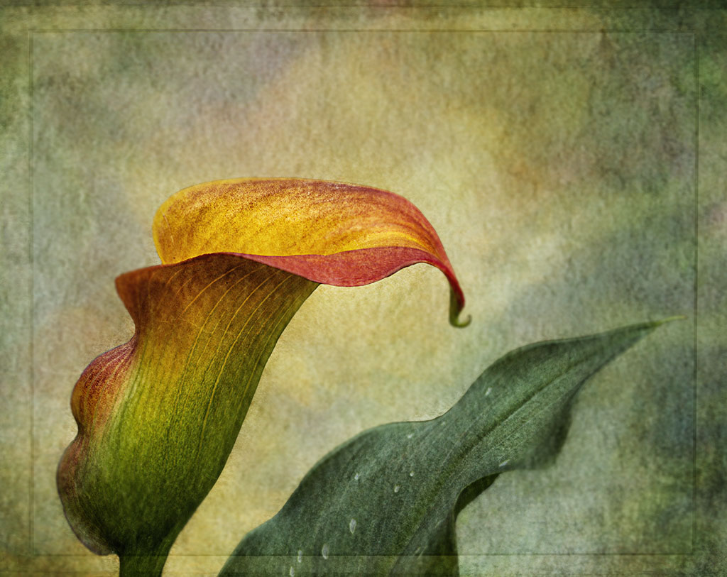 Yellow Calla Lily by Nadia Trevan