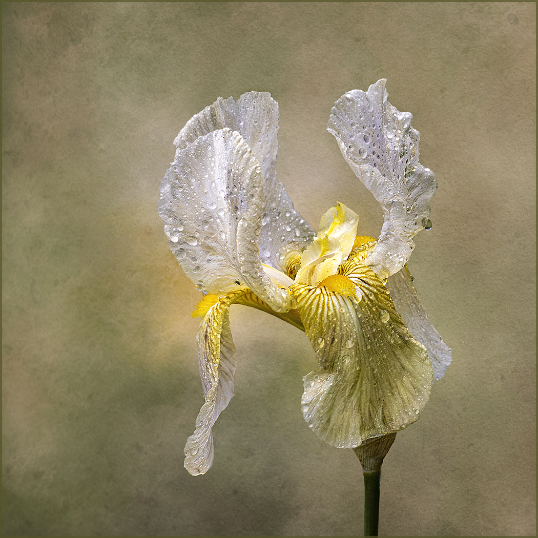 Yellow bearded iris by Nadia Trevan