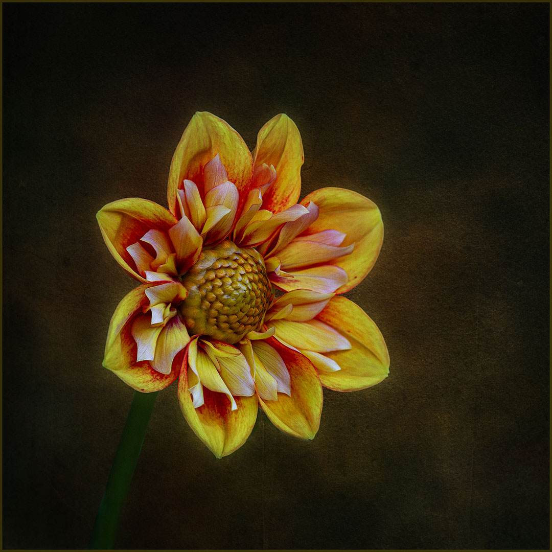 Dahlia by Nadia Trevan